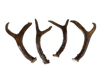 Set Of 4 Natural Deer Antlers For Crafts Decor Or Display