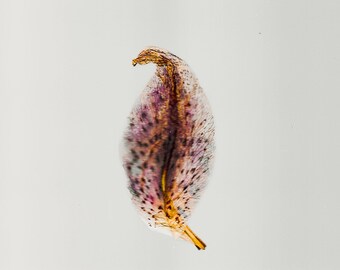 Pressed Lily Print