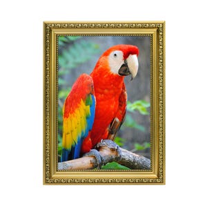 May include: A framed print of a scarlet macaw, a colourful parrot, perched on a branch. The bird has red, yellow, blue, and white feathers. The artwork is presented in an ornate gold frame, adding a decorative touch.