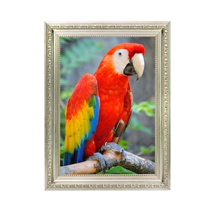 Könnte beinhalten: Gerahmter Kunstdruck eines scharlachroten Aras auf einem Ast. Das farbenprächtige Gefieder des Vogels zeigt Rot, Gelb, Blau und Weiß. Der silberne Rahmen mit dekorativen Details unterstreicht das Kunstwerk.