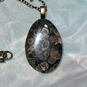Turritella Fossil Agate Teardrop Pendant Necklace
