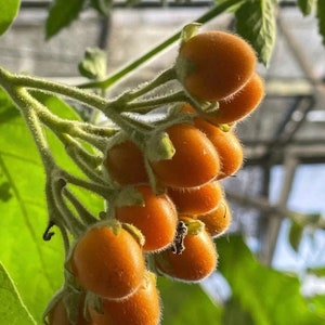 4 Cuttings of Dwarf Tamarillo - Solanum abutiloides.
