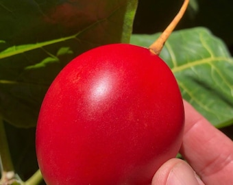 6 esquejes frescos de tomate de árbol rojo, Solanum betaceum.