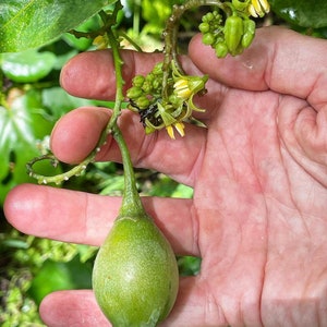 Super Rare Solanum unilobum. Peruvian Tamarillo. 4 Cuttings. image 5