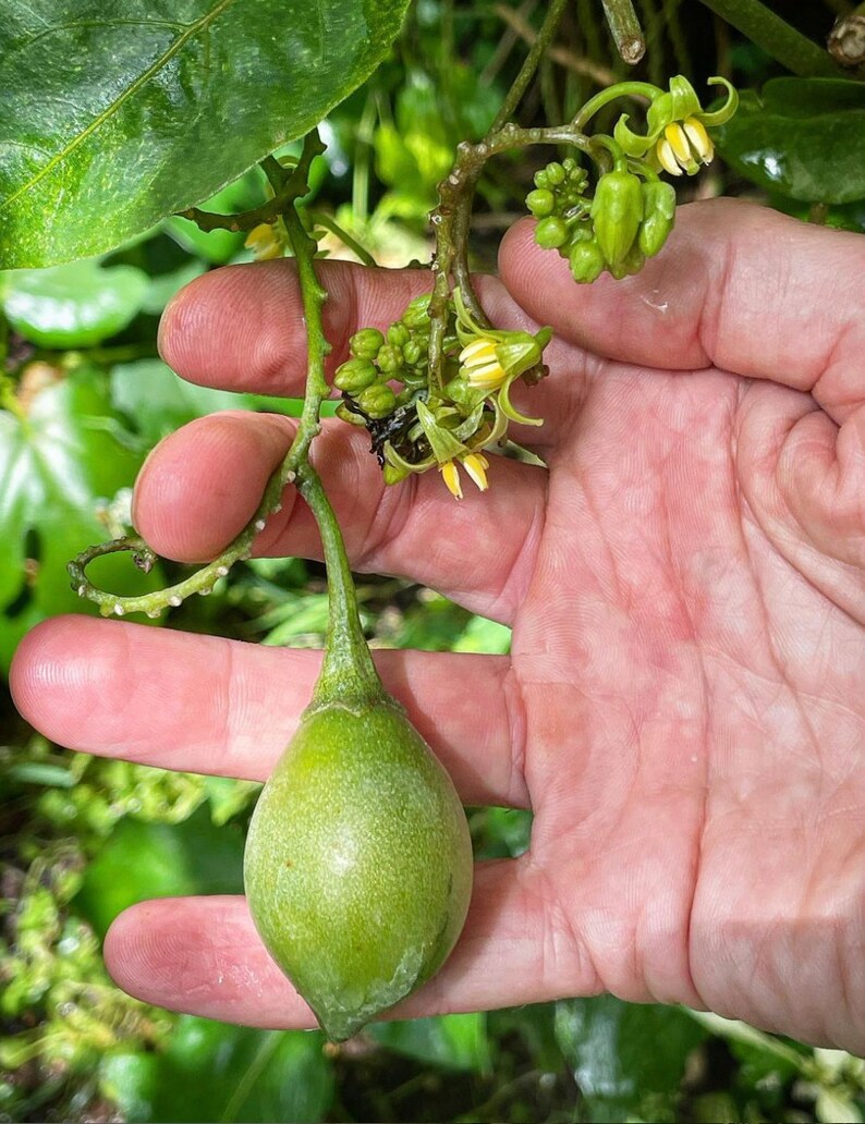 Super Rare Solanum unilobum. Peruvian Tamarillo. 4 Cuttings. image 5
