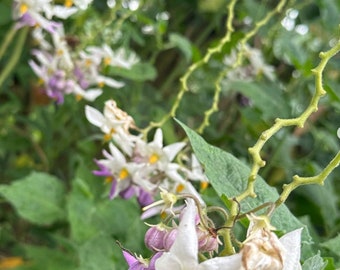 20 seeds of Hardy Tamarillo, Solanum corymbiflora.