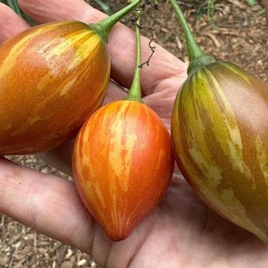6 cuttings of super rare Tree Tomato, Solanum betaceum var 'Camo'.