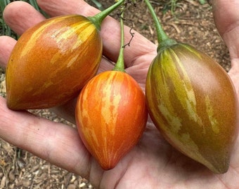 6 cuttings of super rare Tree Tomato, Solanum betaceum var 'Camo'.