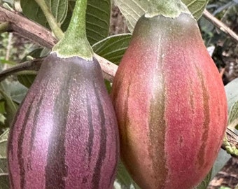 6 Cuttings of 'Pear' Tamarillo, Tree Tomato -Solanum betaceum -purple/orange