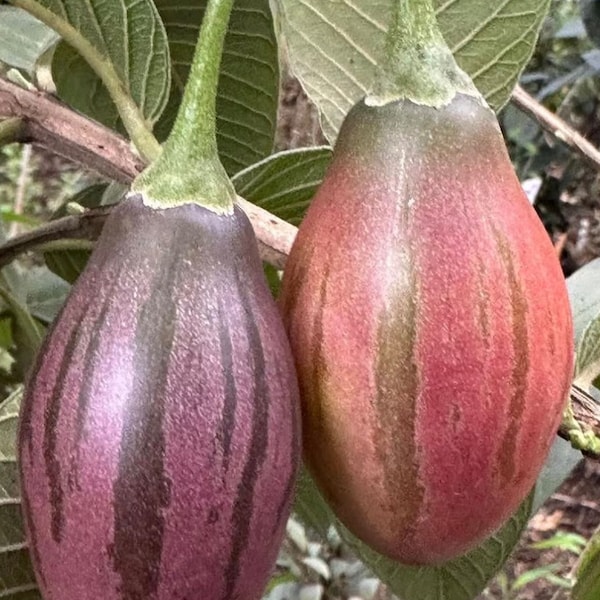 4 Cuttings of Pear Tamarillo, Tree Tomato -Solanum betaceum -purple/red