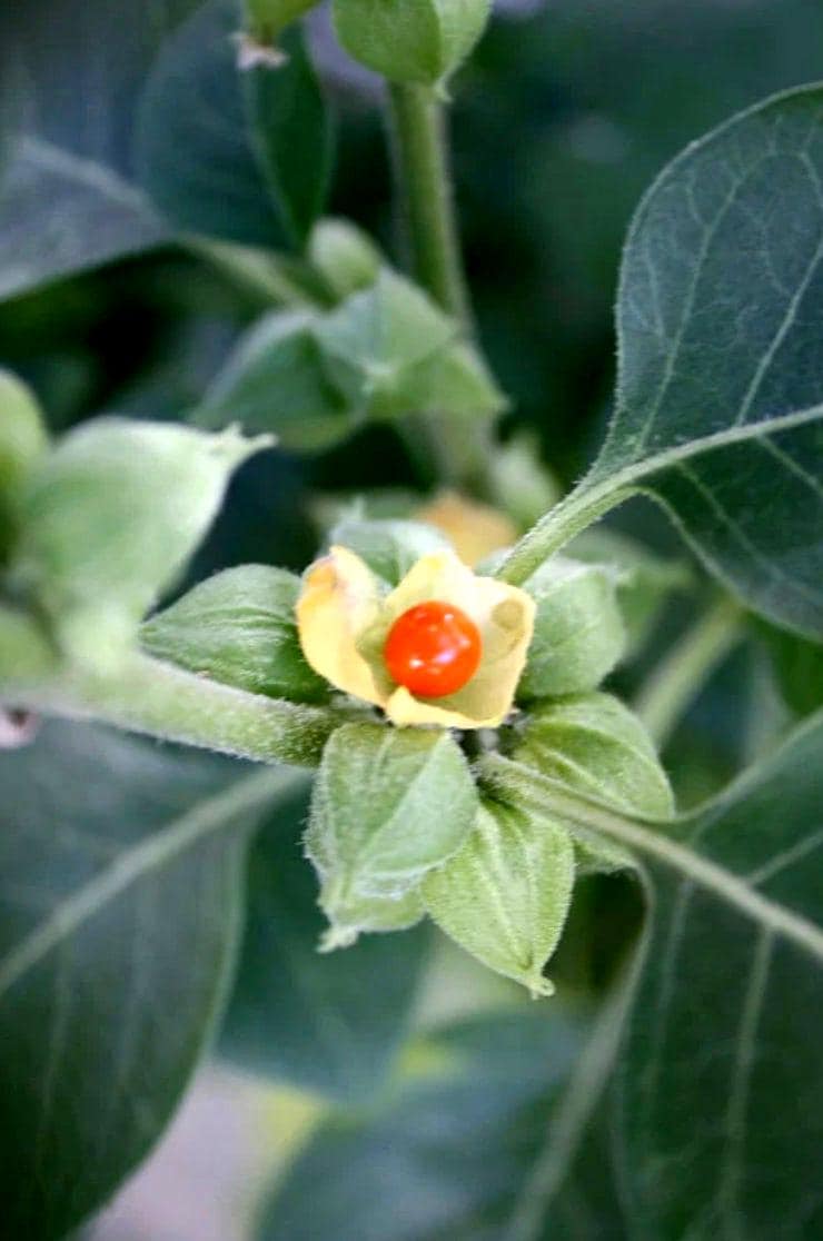 Ashwaganda, Withania Somnifera, Winter Cherry. 6 Fresh Cuttings