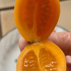 Super Rare Solanum unilobum. Peruvian Tamarillo. 4 Cuttings. image 2