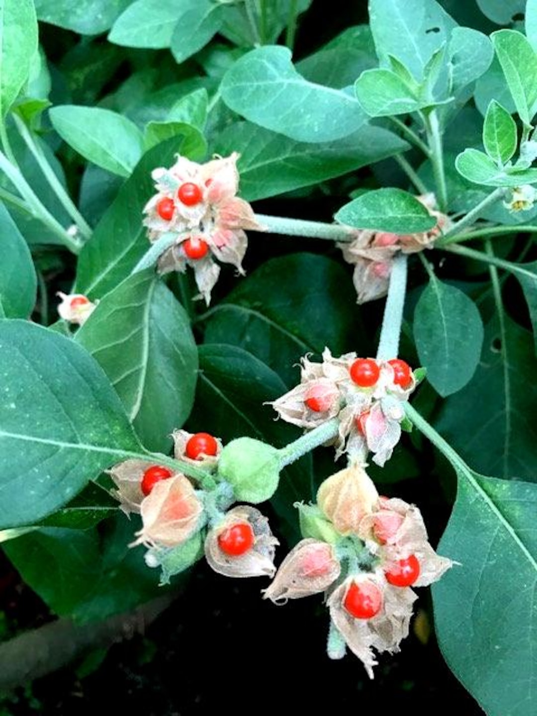 Ashwaganda, Withania Somnifera, Winter Cherry. 6 Fresh Cuttings