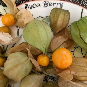 6 Cuttings of Goldenberry 'strawberry' Physalis peruviana.