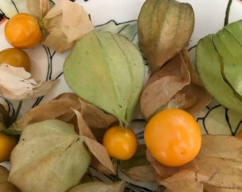 6 Cuttings of Goldenberry 'strawberry' Physalis peruviana.