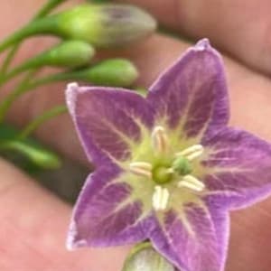 Super Rare ! Six cuttings of Vassobia breviflora