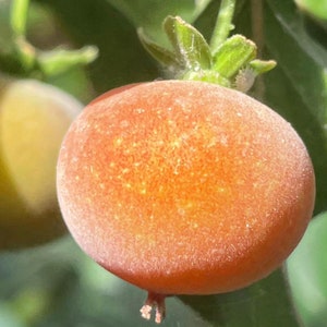 4 Cuttings of Tropical Apricot - Dovyalis hebecarpa x D. abyssinica.