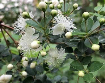 6 Fresh Cuttings of Luma apiculata: Chilean Guava.