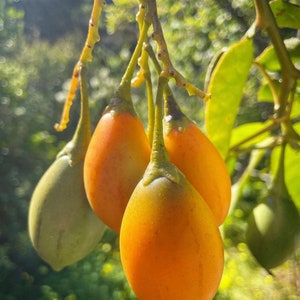 Super Rare Solanum unilobum. Peruvian Tamarillo. 4 Cuttings. image 3