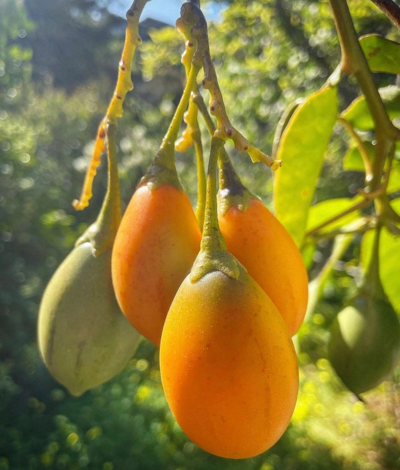 Super Rare Solanum unilobum. Peruvian Tamarillo. 4 Cuttings. image 3