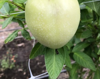 6 esquejes de melón pepino dorado ecuatoriano