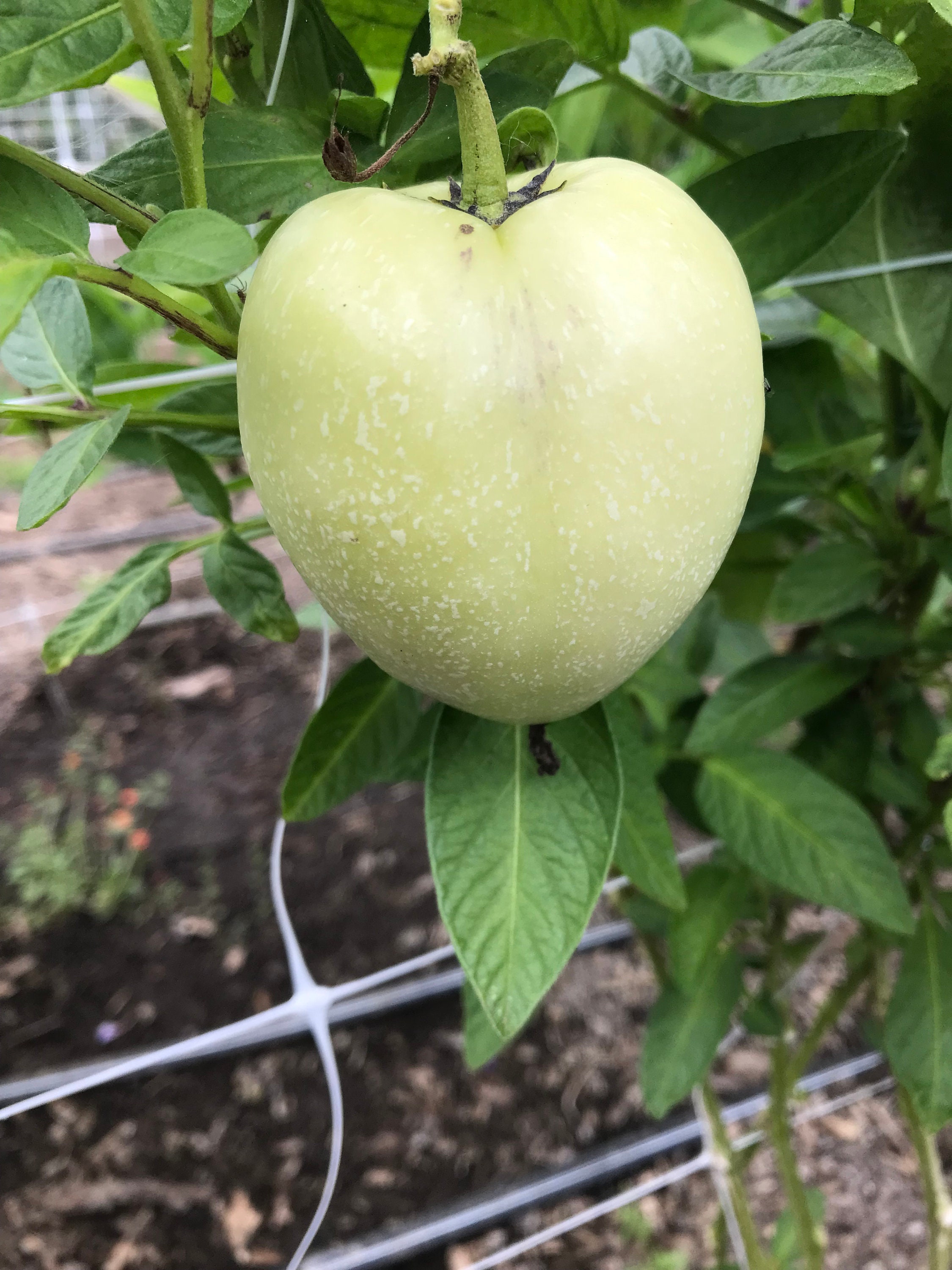 6 Cuttings of Ecuadorian Gold Pepino Melon - Etsy