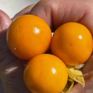 6 Cuttings of Goldenberry &#39;Cherry&#39;: Physalis peruviana.