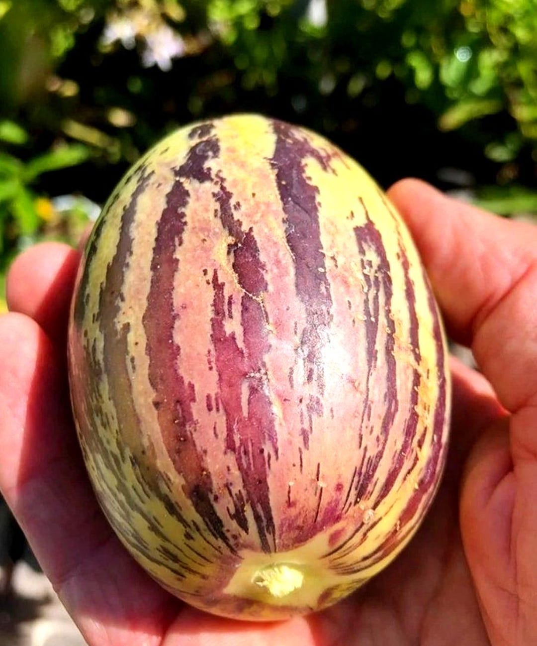 Graines De Poire Melon P&eacute;pino &agrave; Semer | Les Graines Bocquet