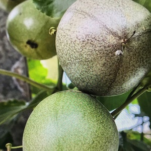 Puede incluir: Tres frutos de la pasi&oacute;n verdes colgando de una vid. La fruta es redonda y tiene una piel texturizada.