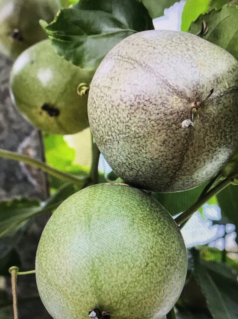 Puede incluir: Tres frutos de la pasi&oacute;n verdes colgando de una vid. La fruta es redonda y tiene una piel texturizada.