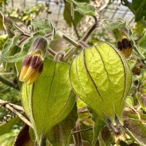 6 Cuttings of GIANT Goldenberry, Physalis peruviana.