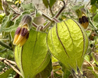 6 Esquejes de Aguaymanto GIGANTE, Physalis peruviana.