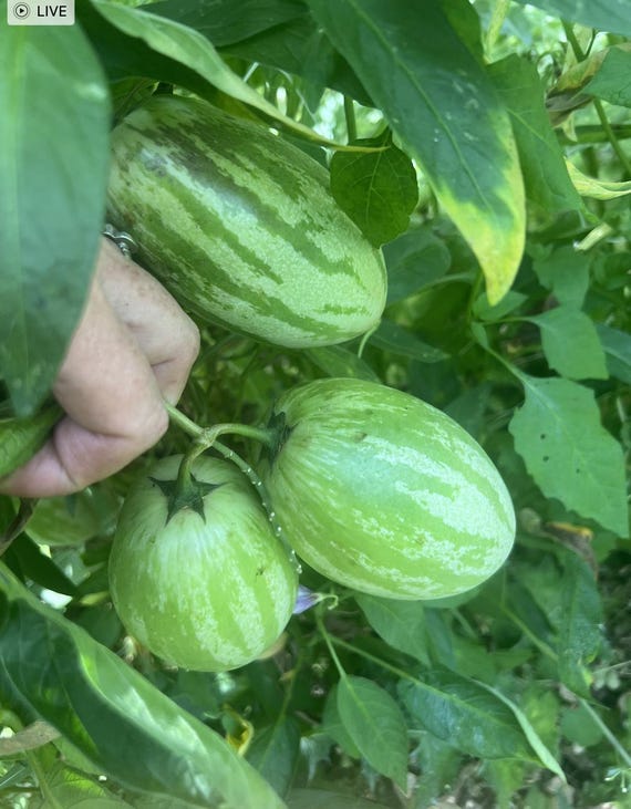 Graines De Poire Melon Pépino à Semer | Les Graines Bocquet - Foto 8