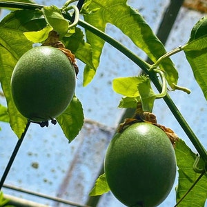 Puede incluir: Dos frutos de la pasi&oacute;n verdes colgando de una vid en un invernadero. La fruta es redonda y tiene una piel lisa y verde.