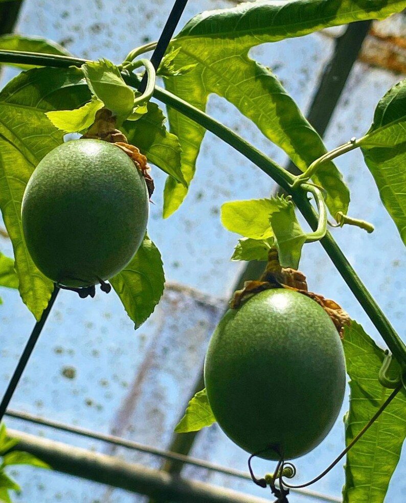 Puede incluir: Dos frutos de la pasi&oacute;n verdes colgando de una vid en un invernadero. La fruta es redonda y tiene una piel lisa y verde.