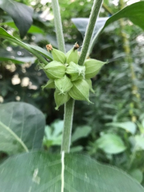 Ashwaganda, Withania Somnifera, Winter Cherry. 6 Fresh Cuttings