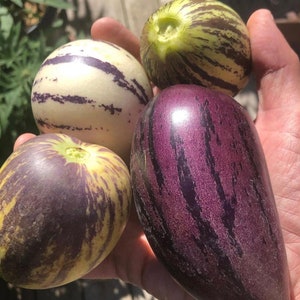 8 Cuttings of Pepino melon, Pepino dulce: 4 purple & 4 gold.