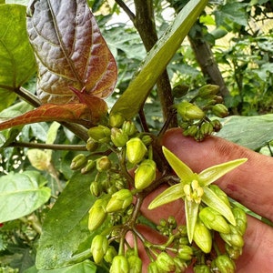 Super Rare Solanum unilobum. Peruvian Tamarillo. 4 Cuttings. image 7