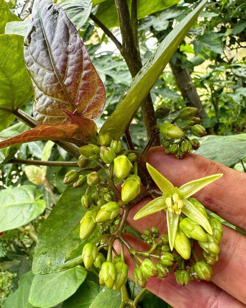 Super Rare Solanum unilobum. Peruvian Tamarillo. 4 Cuttings. image 7