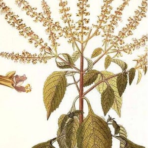 6 cuttings of aromatic Vana Tulsi ocimum gratissimum Holy Basil image 5