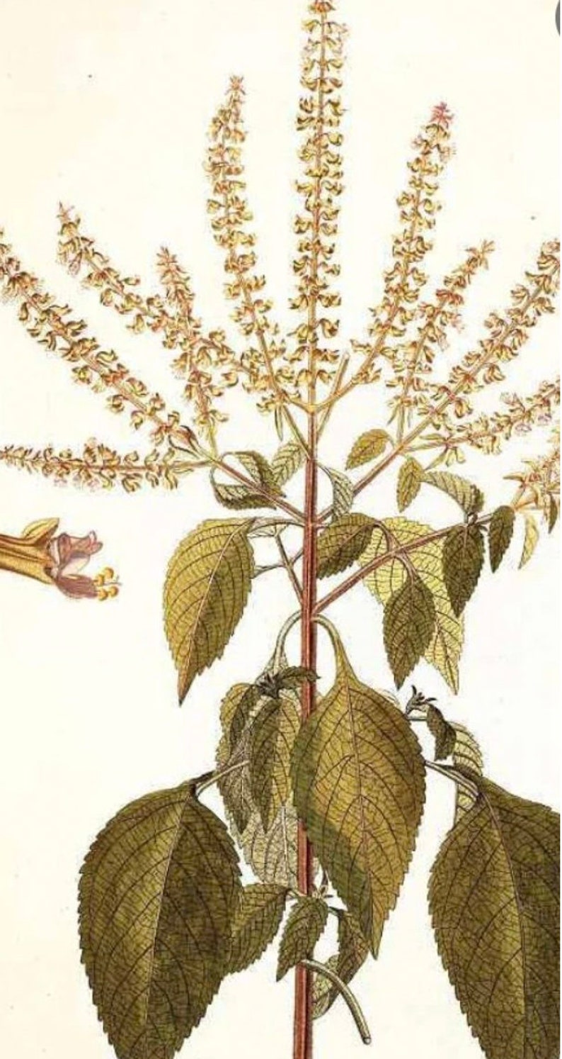 6 cuttings of aromatic Vana Tulsi ocimum gratissimum Holy Basil image 5