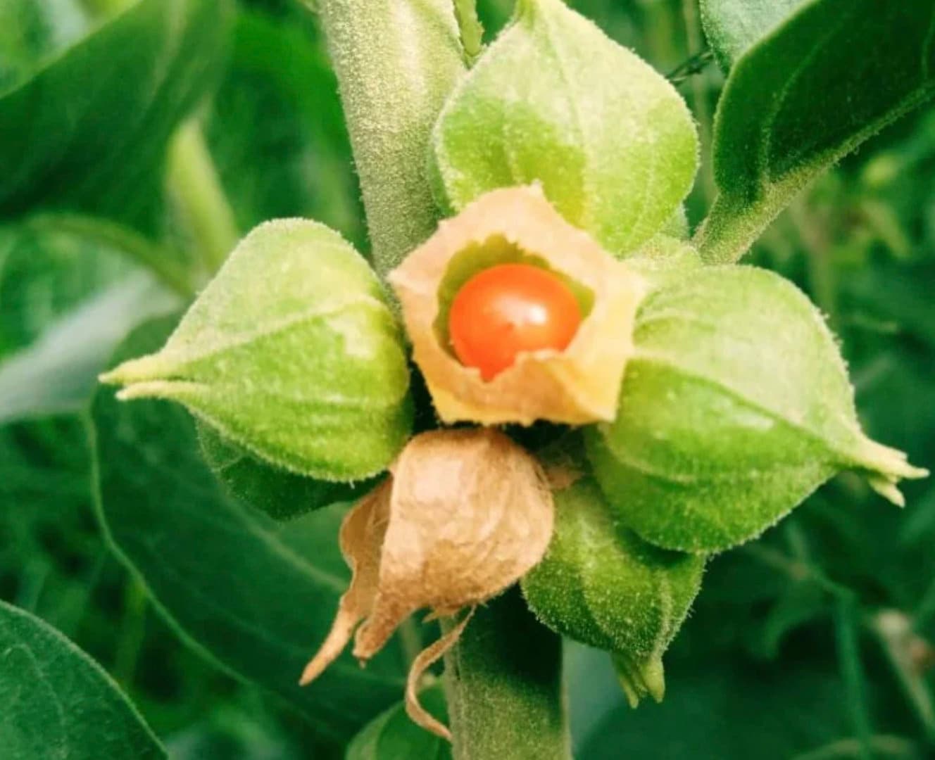 Ashwaganda, Withania Somnifera, Winter Cherry. 6 Fresh Cuttings