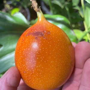 4 Cuttings of Passiflora ligularis, Sweet Granadilla.