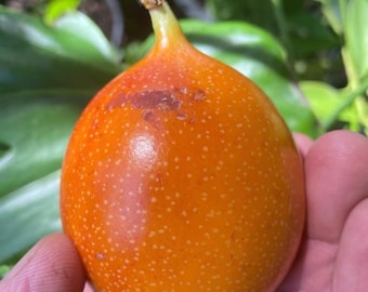 4 Cuttings of Passiflora ligularis, Sweet Granadilla.