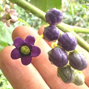 Rare Guava tamarillo, Cyphomandra fragrans. 4 fresh cuttings
