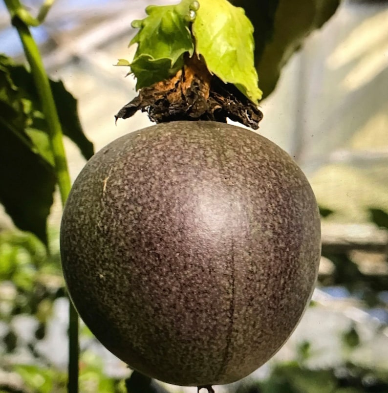 Puede incluir: Un primer plano de una fruta de la pasi&oacute;n madura con una piel de color marr&oacute;n p&uacute;rpura oscuro y un tallo verde. La fruta es redonda y tiene una superficie ligeramente texturizada.