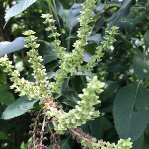 6 cuttings of aromatic Vana Tulsi; ocimum gratissimum - Holy Basil
