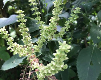 6 cuttings of aromatic Vana Tulsi; ocimum gratissimum - Holy Basil