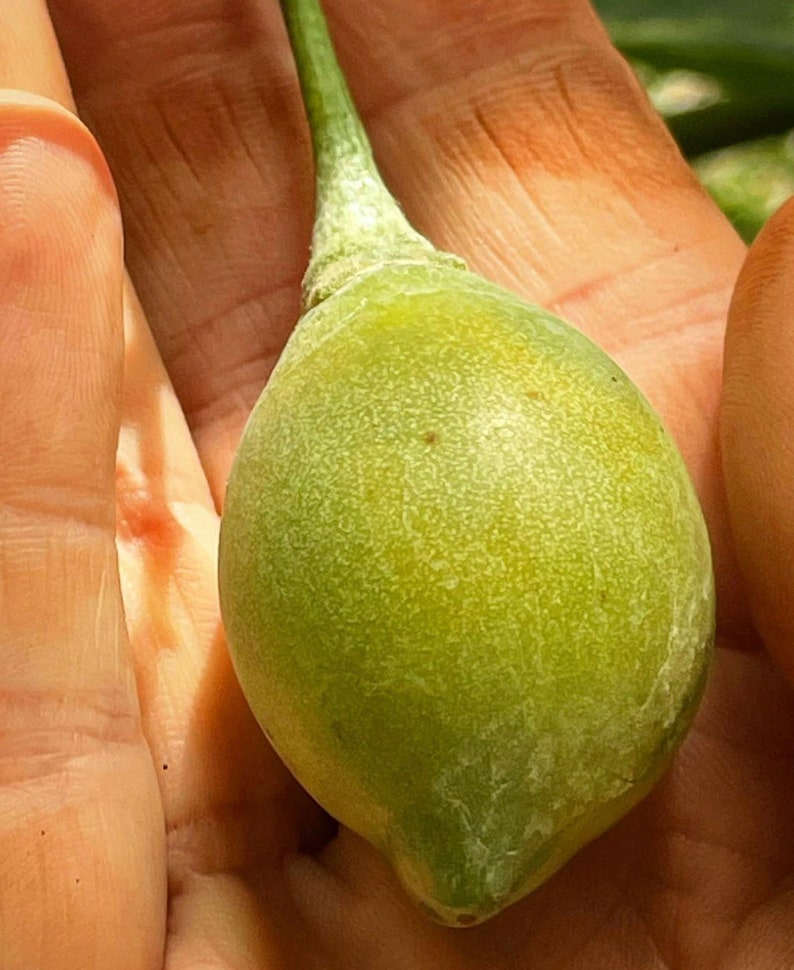 Super Rare Solanum unilobum. Peruvian Tamarillo. 4 Cuttings. image 4