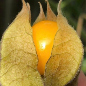 May include: A ripe, yellow cape gooseberry, also known as a goldenberry, is encased in a papery husk. The husk is light brown and has a delicate, textured surface.